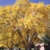 Ginkgo Biloba Autumn Gold - Arbre Aux Quarante écus -Promos Jardin Bulbes Magasin 29636 2 ginkgo biloba autumn gold