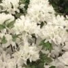 Azalée Du Japon Schneewittchen - Rhododendron Hybride -Promos Jardin Bulbes Magasin AZALEE JAP SCHNEEWITTCHEN Copyright Minier 7832 1