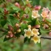 Abelia X Grandiflora Sunny Charm - Abélia à Grandes Fleurs. 1 Abelia X Grandiflora Sunny Charm - Abélia à Grandes Fleurs. -Promos Jardin Bulbes Magasin Abelia x grandiflora Sunny Charm MINDUO1 82321 1