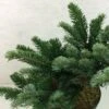 Abies Amabilis Spreading Star - Sapin Gracieux Nain -Promos Jardin Bulbes Magasin Abies amabilis Spreading Star 607002 1
