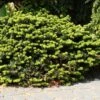 Abies Balsamea Nana - Sapin Baumier Nain -Promos Jardin Bulbes Magasin Abies balsamea Nana 0608002 1
