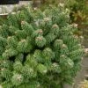 Sapin Nain - Abies Balsamea Piccolo -Promos Jardin Bulbes Magasin Abies balsamea Piccolo 0609002 1