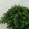 Sapin De Corée - Abies Koreana Tundra -Promos Jardin Bulbes Magasin Abies koreana Tundra 614002 1