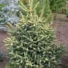Sapin D'Espagne Doré - Abies Pinsapo Aurea -Promos Jardin Bulbes Magasin Abies pinsapo Aurea 89183 1
