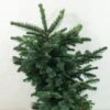 Sapin Noble - Abies Procera Bizarro 1 Sapin Noble - Abies Procera Bizarro -Promos Jardin Bulbes Magasin Abies procera Bizarro 616002 1