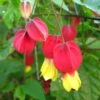 Abutilon Megapotamicum - Abutilon Du Grand Fleuve. -Promos Jardin Bulbes Magasin Abulilon megapotamicum 83213 1