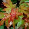 Acer Cappadocicum Rubrum - Érable De Colchide Rouge 1 Acer Cappadocicum Rubrum - Érable De Colchide Rouge -Promos Jardin Bulbes Magasin Acer cappadocicum Rubrum 87168 1 1