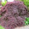 Acer Palmatum Dissectum Atropurpureum - Érable Du Japon -Promos Jardin Bulbes Magasin Acer palmatum dissectum Atropurpureum 87965 1