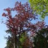Acer Platanoides Royal Red - Érable Plane -Promos Jardin Bulbes Magasin Acer pseudoplatanus Royal Red 87178 1