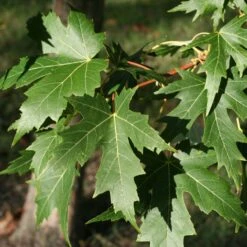 Acer Saccharinum Laciniatum Wieri - Érable Argenté