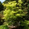 Érable Du Japon - Acer Shirasawanum Aureum 1 Érable Du Japon - Acer Shirasawanum Aureum -Promos Jardin Bulbes Magasin Acer shirasawanum Aureum ld wlcutler 781553 1