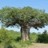 Adansonia Digitata - Baobab Africain -Promos Jardin Bulbes Magasin Adansonia digitata 89876 1