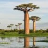 Adansonia Grandidieri - Baobab De Madagascar -Promos Jardin Bulbes Magasin Adansonia grandidieri 89877 1