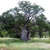 Adansonia Gregorii - Petit Baobab Australien -Promos Jardin Bulbes Magasin Adansonia gregorii 89878 1