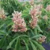 Aesculus Mutabilis Induta - Maronnier Nain -Promos Jardin Bulbes Magasin Aesculus mutabilis Induta 83937 1