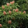 Aesculus Pavia Koehnei - Marronnier D'ornement -Promos Jardin Bulbes Magasin Aesculus pavia Koehnei 83939 1