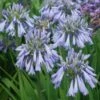 Agapanthe Celebration - Agapanthus -Promos Jardin Bulbes Magasin Agapanthus Celebration 15046 1
