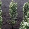 Amelanchier Alnifolia Obelisk -Promos Jardin Bulbes Magasin Amelanchier alnifolia Obelisk 87547 1