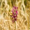 Anacamptis Sancta, Orchis Sacré - Orchidée Vivace -Promos Jardin Bulbes Magasin Anacamptis sancta Orchis sacre Orchidee vivace copyright 18954 1