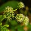 Aralia Nudicaulis - Aralie à Tige Nue -Promos Jardin Bulbes Magasin Aralia nudicaulis 87128 1