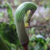 Arisaema Galeatum - Plante Cobra -Promos Jardin Bulbes Magasin Arisaema galeatum 4180 1