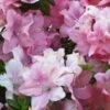 Azalée Hybride ENCORE® Debutante -Promos Jardin Bulbes Magasin Azalea Encore Debutante 88769 1