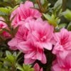Azalée Hybride ENCORE® Empress -Promos Jardin Bulbes Magasin Azalea Encore Empress 88771 1