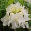 Azalée De Chine White Frills - Azalea Mollis -Promos Jardin Bulbes Magasin Azalea de Chine White Frills 84827 1