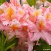 Azalée De Chine Demoiselles De Boutiguery Callista - Rhododendron Hybride -Promos Jardin Bulbes Magasin Azalee de Chine Demoiselles de Boutiguery Callista Rhododendron hybride IF 18439 1