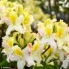Azalée De Chine Demoiselles De Boutiguery Kassia - Rhododendron Hybride -Promos Jardin Bulbes Magasin Azalee de Chine Demoiselles de Boutiguery Kassia Rhododendron hybride IF 184410 1