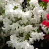 Azalée Du Japon Adonis - Rhododendron Hybride. -Promos Jardin Bulbes Magasin Azalee du Japon Adonis 84800 1
