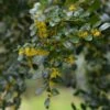 Azara Microphylla - Mimosa Du Chili -Promos Jardin Bulbes Magasin Azara microphylla 85983 1