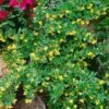 Berberis Hybrido-gagnepainii Chenaultii - Épine-vinette -Promos Jardin Bulbes Magasin Berberis Gagnepainii Chenaultii 87959 1