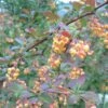 Berberis Ottawensis Auricoma - Epine-vinette. -Promos Jardin Bulbes Magasin Berberis ottawensis Auricoma 83957 1
