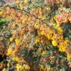 Berberis Stenophylla Corallina Compacta 1 Berberis Stenophylla Corallina Compacta -Promos Jardin Bulbes Magasin Berberis stenophylla Corallina Compacta 84617 1