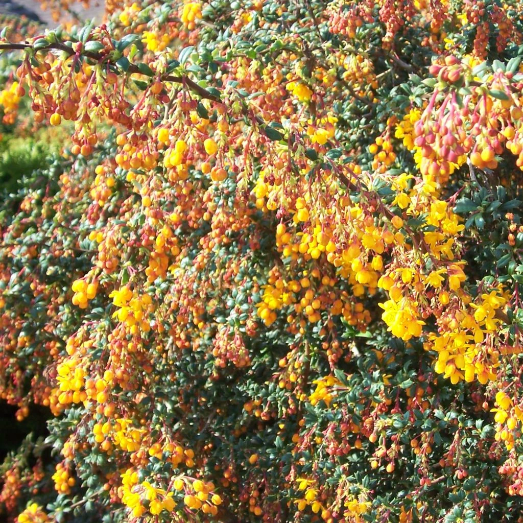 Berberis Stenophylla Corallina Compacta 3 Berberis Stenophylla Corallina Compacta