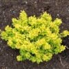 Berberis Thunbergii Bonanza Gold - Épine-vinette De Thunberg -Promos Jardin Bulbes Magasin Berberis thunbergii Bonanza Gold 100395 1