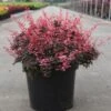 Berberis Thunbergii Inspiration - Épine-vinette -Promos Jardin Bulbes Magasin Berberis thunbergii Inspiration 100397 1