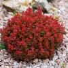 Berberis Thunbergii Lutin Rouge - Epine-vinette Naine 1 Berberis Thunbergii Lutin Rouge - Epine-vinette Naine -Promos Jardin Bulbes Magasin Berberis thunbergii Lutin Rouge 100398 1