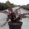 Berberis Thunbergii Toscana 1 Berberis Thunbergii Toscana -Promos Jardin Bulbes Magasin Berberis thunbergii Toscana 100401 1