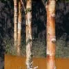 Bouleau De Chine - Betula Albosinensis Fascination -Promos Jardin Bulbes Magasin Betula albosinensis Fascination 83010 1