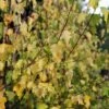 Betula Pendula Golden Cloud - Bouleau Blanc -Promos Jardin Bulbes Magasin Betula pendula Golden Cloud 100404 1