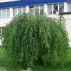 Bouleau Pleureur Youngii - Betula Pendula -Promos Jardin Bulbes Magasin Betula pendula Youngii 83970 1