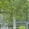 Bouleau De L'Himalaya - Betula Utilis Jacquemontii -Promos Jardin Bulbes Magasin Betula utilis jacquemontii 9525 1