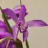 Bletilla Striata Soryu Blue Dragon - Orchidée Jacinthe Bleue 1 Bletilla Striata Soryu Blue Dragon - Orchidée Jacinthe Bleue -Promos Jardin Bulbes Magasin Bletilla striata Soryu V 5034 1