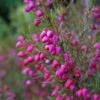 Boronia Heterophylla - Boronie à Feuillage Varié. -Promos Jardin Bulbes Magasin Boronia heterophylla 83395 1