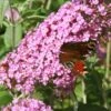 Buddleia Davidii Pink Panther - Arbre Aux Papillons -Promos Jardin Bulbes Magasin Buddleia Pink Panther 88931 1