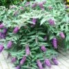 Buddleja BLOOMTASTIC® Dreaming Lavender - Arbre Aux Papillons Nain -Promos Jardin Bulbes Magasin Buddleja Bloomtastic Dreaming Lavender 88783 1