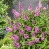 Buddleja Davidii Butterfly Butterfly Candy Little Pink - Arbre Aux Papillons Nain -Promos Jardin Bulbes Magasin Buddleja Butterfly Candy Little Pink copyright 17554 1