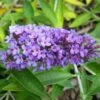 Buddleja Flutterby Peace - Arbre Aux Papillons -Promos Jardin Bulbes Magasin Buddleja Flutterby Peace 100415 1